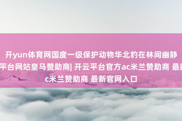 开yun体育网国度一级保护动物华北豹在林间幽静巡弋-开云平台网站皇马赞助商| 开云平台官方ac米兰赞助商 最新官网入口